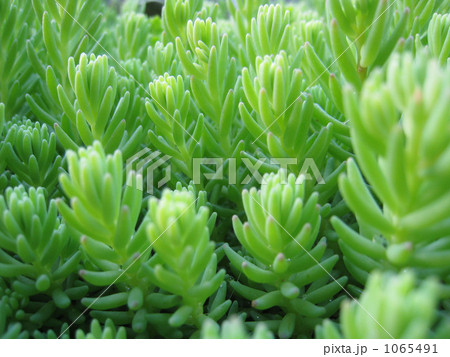 セダムアップ♪ 1065491