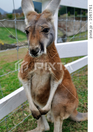 カンガルー 1065761