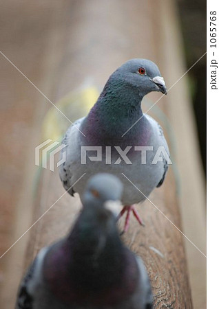 鳩 鳩 1065768