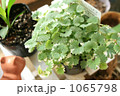 グレコマ 1065798