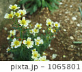 ウィンターコスモス 1065801