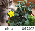 花と猫 1065802