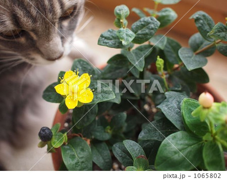 花と猫 花と猫 1065802