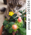 花と猫 1065804