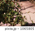 ヒメツルソバ 1065805