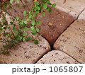 ワイヤープランツ 1065807