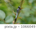 休憩中のシオカラトンボ 1066049