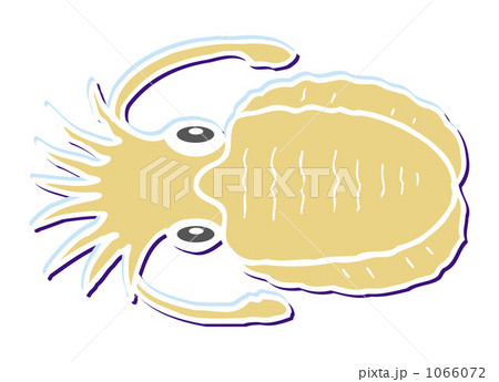 コウイカ　20091115＿81 1066072