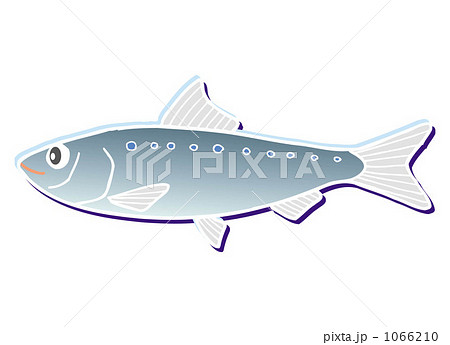 イワシ　20091115＿71 1066210