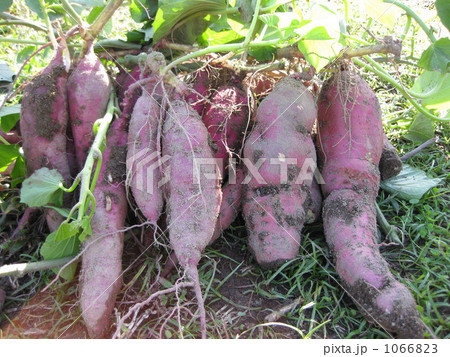 並んださつま芋 1066823