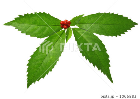 センリョウ センリョウ 1066883