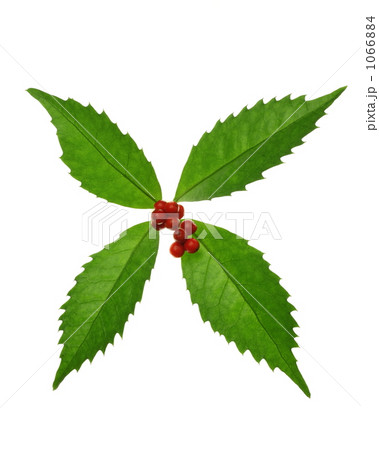 センリョウ 1066884