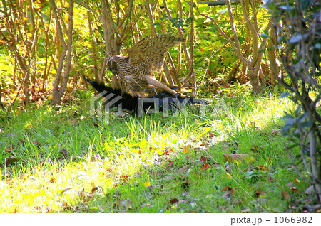 広瀬川の畔でのオオタカの狩 広瀬川の畔でのオオタカの狩 1066982