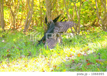 広瀬川の畔でのオオタカの狩 1066995