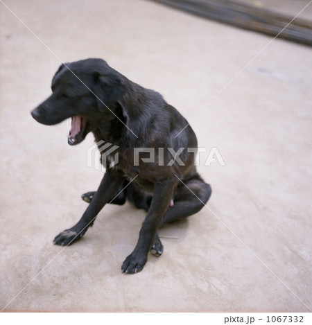 あくびする犬 1067332