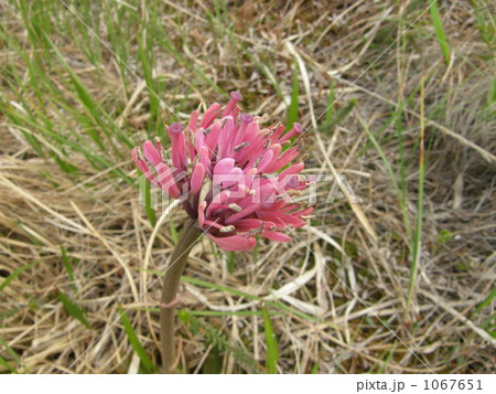 薄紅のショウジョウバカマ 1067651