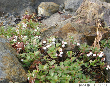 シラタマノキ・・白い果実 シラタマノキ・・白い果実 1067664