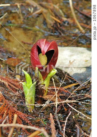 ザゼンソウ 1067898