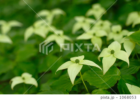 ヤマボウシの花 ヤマボウシの花 1068053