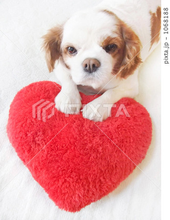 キャバリア キャバリア 1068188