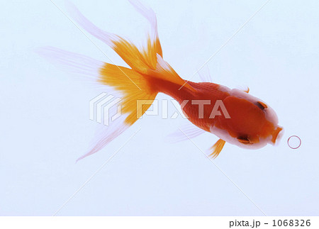 ランチュウ 003 ランチュウ 003 1068326