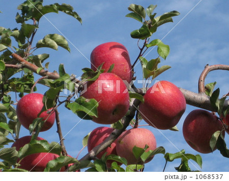 真っ赤な秋の実 1068537