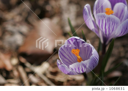 絞り咲きのクロッカス 絞り咲きのクロッカス 1068631