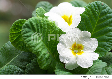 雨上がりのプリムラ・ジュリアン 雨上がりのプリムラ・ジュリアン 1068768