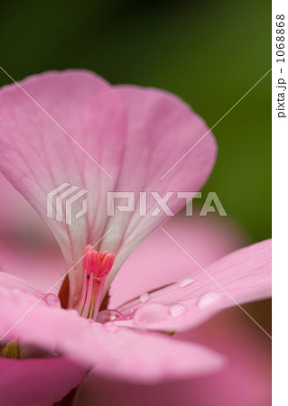 花びらの雫 1068868
