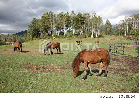 木曽馬の里 木曽馬の里 1068954