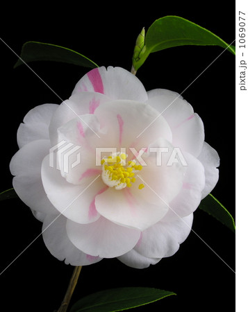 ツバキ‘五色八重散椿’ 1069077