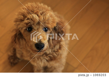 鼻の上に乗っているものは！？ 1069203