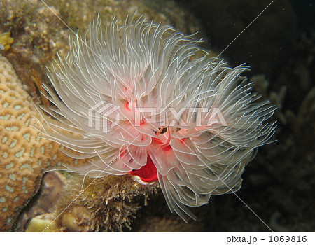 カンザシゴカイの鰓 1069816