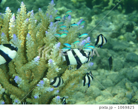 ムスジリュウキュウスズメダイとデバスズメダイ 1069825