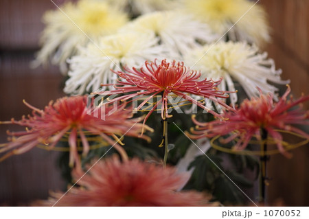 菊 菊 1070052