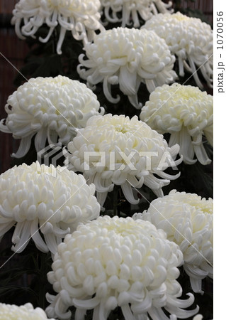 菊 1070056