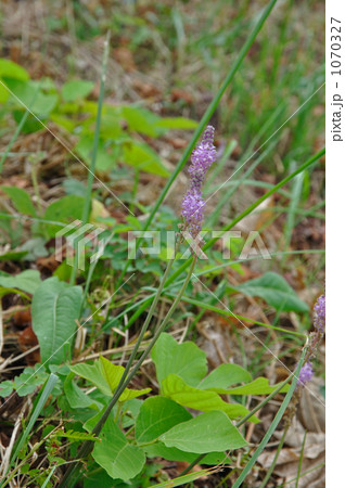 野草・ツルボ ユリ科 野草・ツルボ ユリ科 1070327
