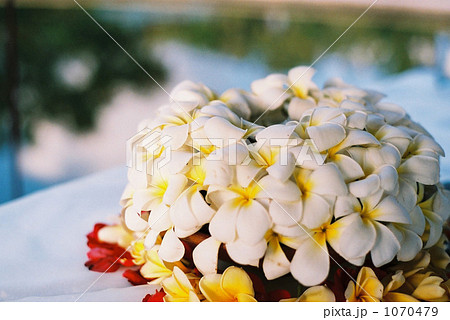 花飾り プルメリア 花の写真素材