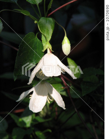 冬咲きクレマチス　シルホサ･ジングルベル 1070690