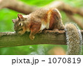 半開きで眠るリス。 半開きで眠るリス。 1070819