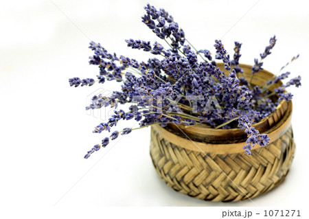 ラベンダー 1071271