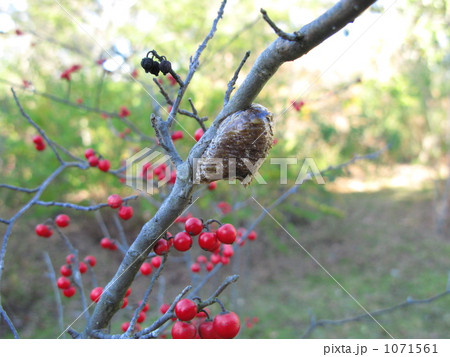 カマキリの卵と赤い実 カマキリの卵と赤い実 1071561