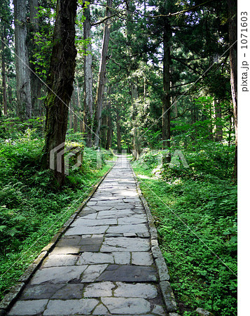 杉林の石の山道 杉林の石の山道 1071603