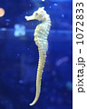 たつのおとしご 1072833
