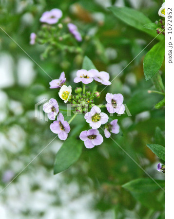 小さな花アリッサム 1072952