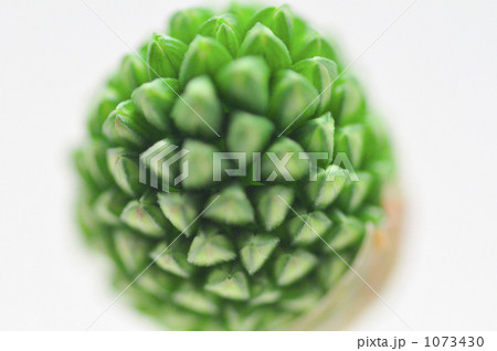 花一凛　丹頂アリアム 1073430