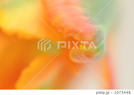 花一凛 チューリップ 花一凛 チューリップ 1073448