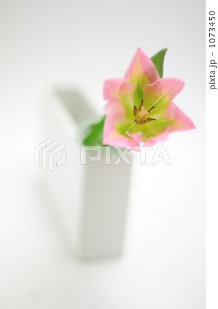 花一凛　チューリップ 1073450