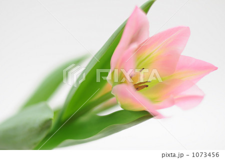 花一凛　チューリップ 1073456
