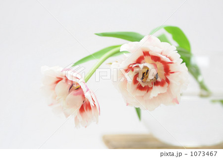 花一凛 チューリップ 花一凛 チューリップ 1073467